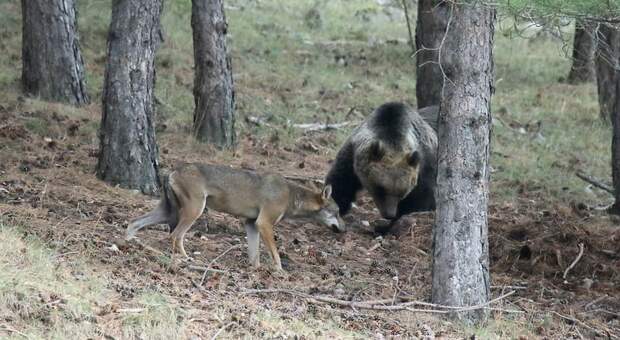 L'orsa Amarena difenda la sua carcassa da lupo (foto Marino Baroncini)