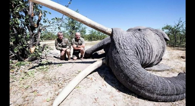 Il grosso elefante ucciso (immagine diffusa sui social da Game Animals of the Past and Present)