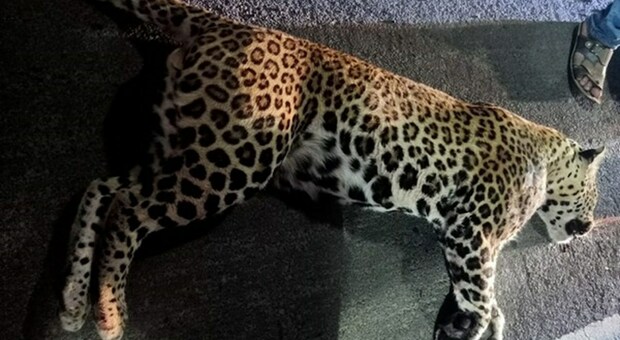 La femmina di leopardo Jaya rimasta uccisa allo zoo indiano. (Immag diffuse da ANI News e Devdiscourse)