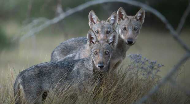 Un felice scatto sui cuccioli di lupo di Andrea Corsi