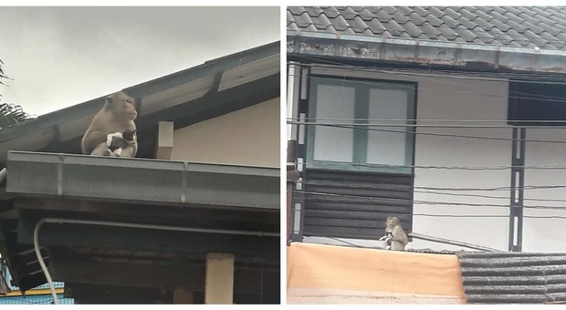 Scimmia rapisce un gattino e poi sparisce: residenti e passanti sotto choc