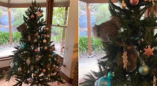 Il koala trovato arrampicato sull'albero di Natale del soggiorno (immag di Amanda McCormick su Fb diffuse da 1300Koalaz su Fb)