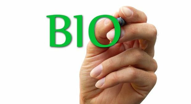 Bioeconomia, in Italia il settore vale 100 miliardi di euro: Toscana, Marche e Friuli sul podio