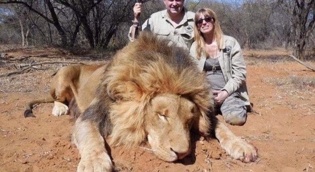 Caccia al leone in Africa. Tra offerte speciali e 3x2. (immagine archivio Il Messaggero)