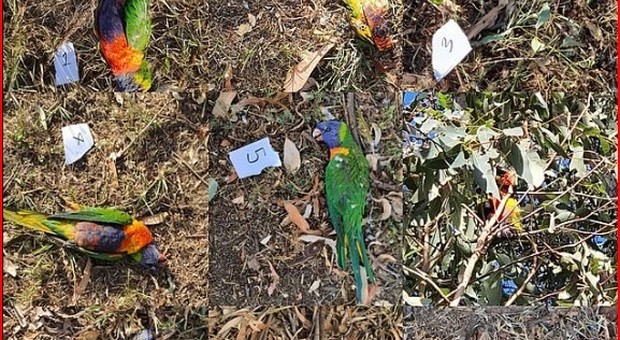 Virus misterioso fa strage di pappagalli arcobaleno in Australia. I veterinari: «Smettete di alimentarli»