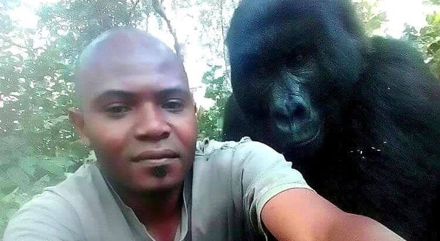 I gorilla sembrano due attori, la foto diventa virale: ma il selfie nasconde una storia drammatica