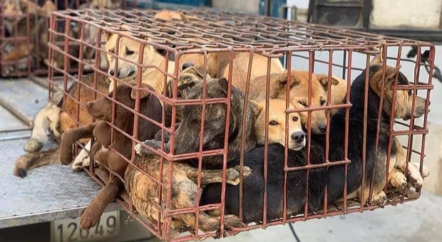 Una delle piccole gabbie piena di cani (immag pubbl dal quotidiano vietnamita Phapluat)