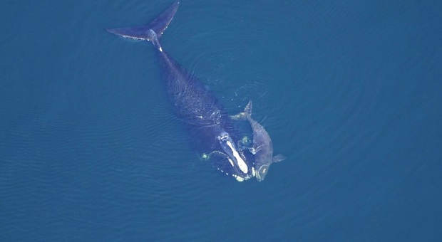 Il cucciolo di balena nera appena nato è già morto
