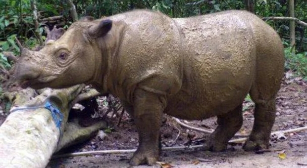 Rinoceronte di Sumatra (immagine pubblicata da Ansa)