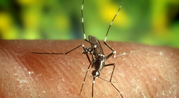 Virus Zika, ecco gli effetti sul cervello dei neonati: trasmesso dalla zanzara alla madre incinta fino al feto