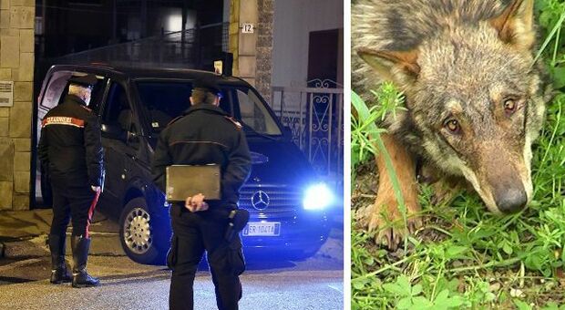 Donna di 74 anni muore in casa sbranata da 5 lupi cecoslovacchi sotto gli occhi della figlia