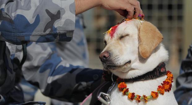 Nepal, la festa dei cani di Kukur Tihar: coccole eghirlande per gli amici a 4 zampe