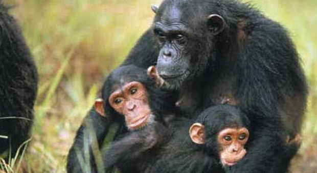 Usa, gli scimpanzé come gli schiavi africani nel '700: la stessa legge potrebbe renderli liberi