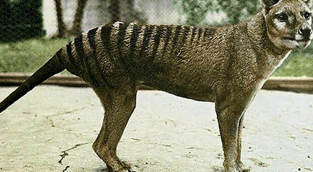 Il ritorno della tigre della Tasmania: gli scienziati riporteranno in vita l'animale estinto
