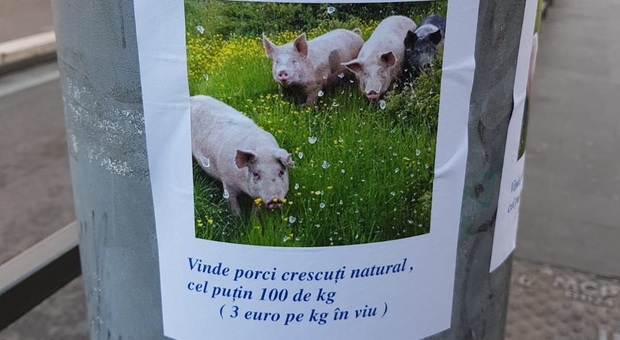«Vendo maiali da macellare», l’annuncio choc va a ruba