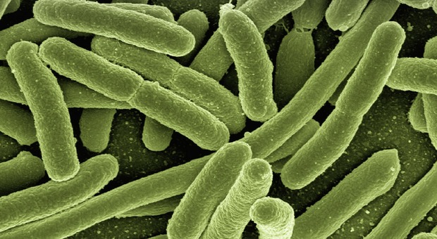 Scoperti batteri che non sono cambiati da 175 milioni di anni: potranno aiutare nella terapia genetica
