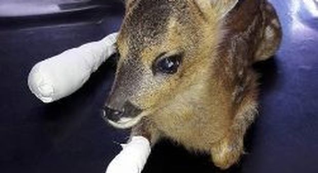 Tagliano il fieno e falciano 14 piccoli Bambi. Orrore in Veneto