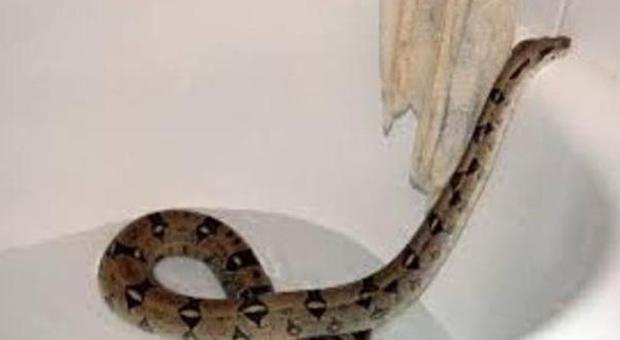 Gran Bretagna, si trasferiscono nella casa nuova e trovano un serpente di un metro e mezzo in bagno