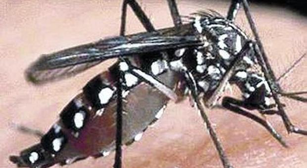 Chikungunya a Roma, 64 contagi: domani vertice in Regione
