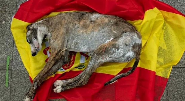 Spagna, approvata nuova legge sul benessere degli animali: ma i cani da caccia sono eslcusi. Proteste delle associazioni