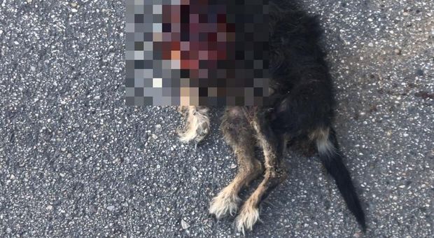 Pescara, cane decapitato e mutilato: spunta l'ipotesi del rito satanico