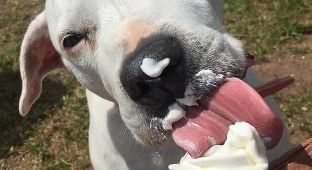 Nasce il primo ospizio per cani: gelato sulla spiaggia e feste di compleanno, così la signora Nicola coccola i suoi ospiti