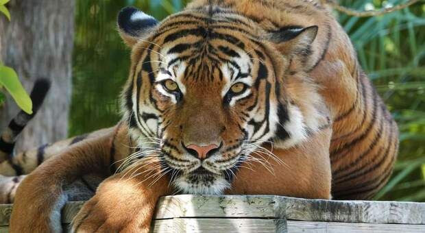 Eko, la tigre malese uccisa dal vice sceriffo americano allo zoo di Naples. (Immag diffusa sui social da Naples zoo at Caribbean Garden)