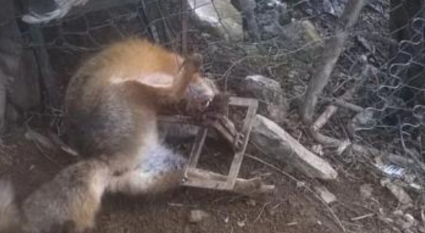 La volpe intrappolata (immagine pubblicata da La Sicilia)
