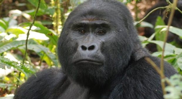 Bracconieri uccidono Rafiki, il più noto gorilla di montagna in Uganda: ora rischiano l'ergastolo
