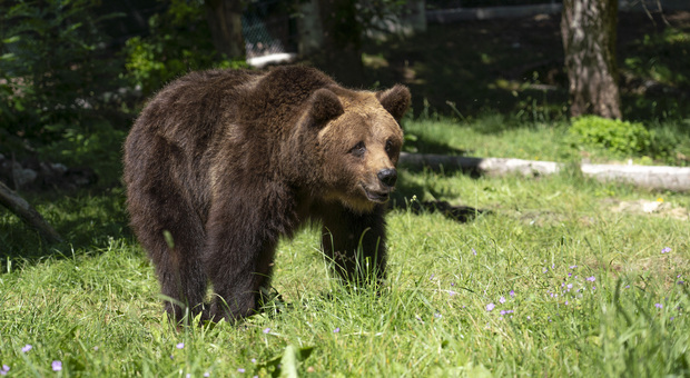 Juan Carrito, l'investitore pensa alla querela: «L'orso non fu protetto»
