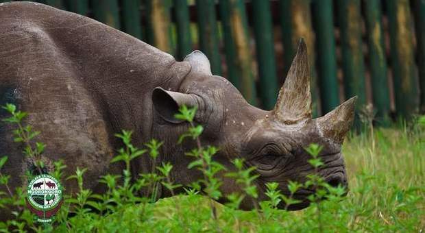 Morta Fausta, il rinoceronte nero più vecchio del mondo (immagini pubblicate da Ngorongoro Conservation Area Authority su Fb)