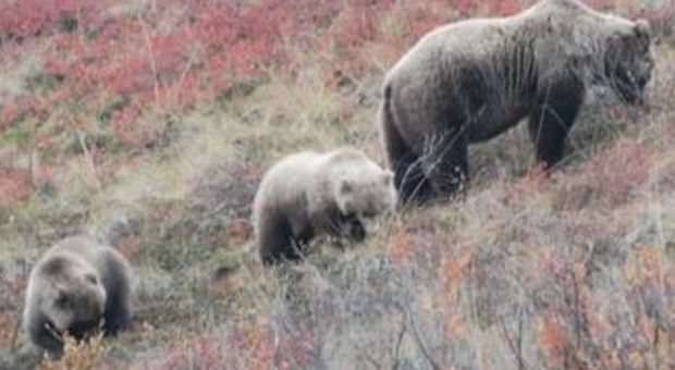 Yellowstone, orsa sbrana turista e nasconde i resti: uccisa dai ranger