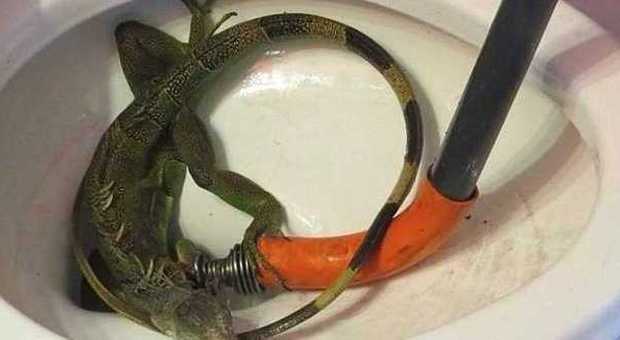 Florida, iguana resta intrappolata nel water: in bagno una orribile sopresa