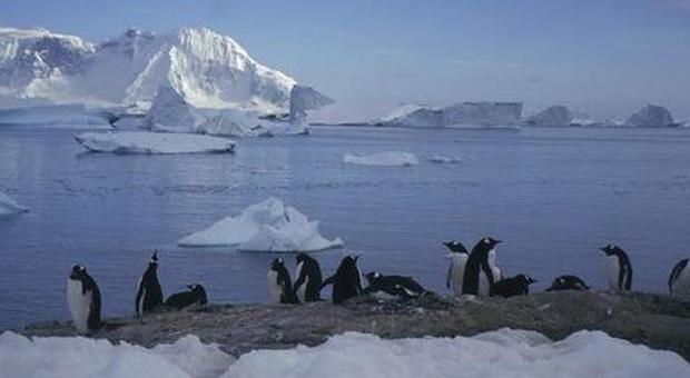 Caldo record in Antartide, toccati i 18 gradi: si temono danni per l'ecosistema