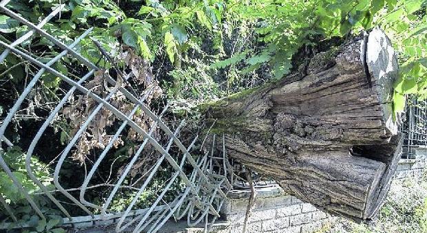 Roma, Nando, l'albero caduto e mai rimosso: simbolo del K2 in stato di abbandono