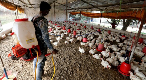 India, dilaga l'influenza aviaria: Nuova Delhi chiude gli zoo e i mercati