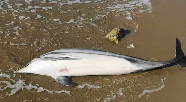 Il cucciolo di delfino avvistato a Fondi e trovato morto a San Felice Circeo potrebbe essere deceduto a causa del morbillo