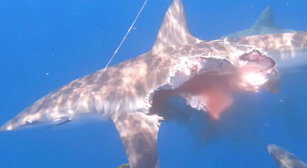 Lo squalo attaccato dai suoi simili (immagini diffuse da The Sun e New York Post)