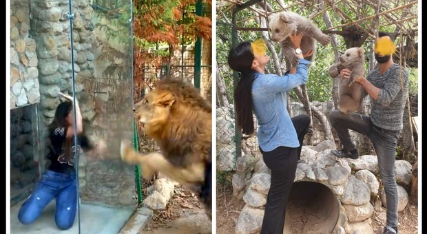 Alcune attrazioni dello zoo libanese (immag pubbl su Fb da Animal City Lebanon)