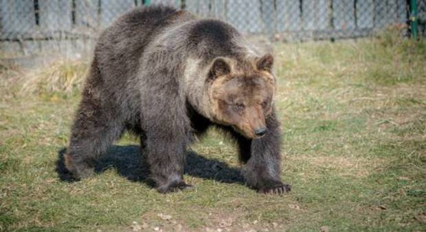 Parco d'Abruzzo, morta l'orsa Lauretta
