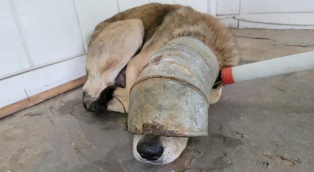 Il povero Cletus con il tubo di ferro infilato in testa ( immag diffuse su Fb da Coco's House Senior Sanctuary and Rescue)
