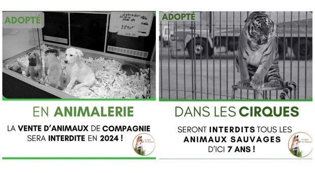 Vendita di cani e gatti nei negozi vietata in Francia: stop animali al circo e delfini nei parchi. Le associazioni esultano