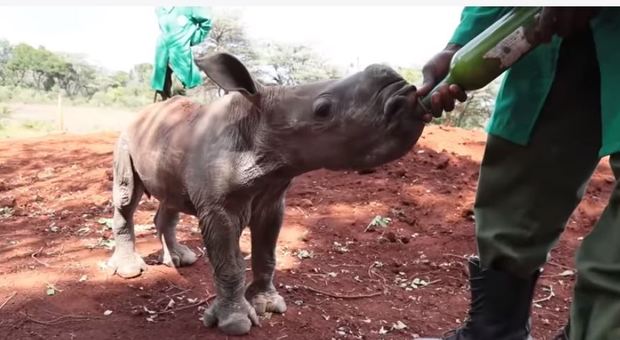 Morta Maarifa, cucciola di rinoceronte bianco strappata alle sabbie mobili e adottata dai ranger
