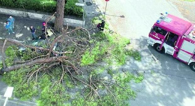 Roma, albero cade sull'auto in sosta: donna ferita all'Eur. Il pino era malato: manutenzione del verde sotto accusa