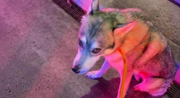 Kola, il cane abbandonato all'aeroporto newyorchese (immag diffuse da New York Bully Crew e Pet Rescue Report)