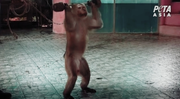 La scimmia costretta a fare pesi e flessioni per intrattenere i turisti (immagini pubblicate da Peta Asia su You Tube)