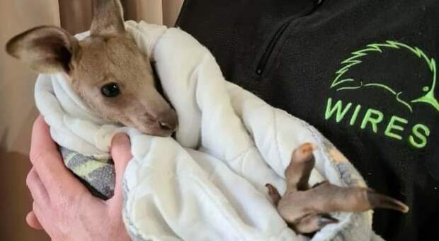Il cucciolo sopravvissuto alla strage chiamato Hope (immag diffusa sui social dall'associazione Wires)
