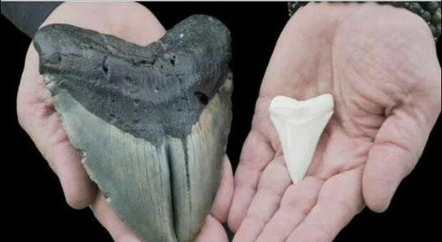 Megalodonte, dente gigante riaffiora dagli abissi: l'incredibile ritrovamento nell'oceano