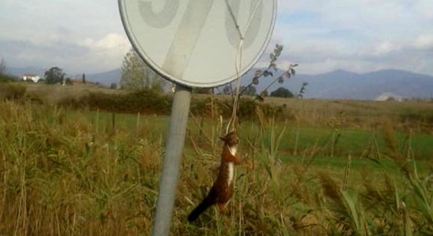 Il povero scoiattolo trovato impiccato ad un cartello stradale a Vicarello, nel livornese. foto pubblicata da Livorno Press