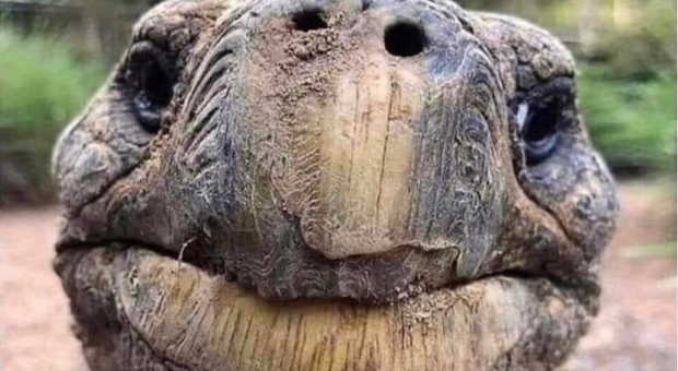 Jonathan la tartaruga, l'animale più vecchio del mondo festeggia il suo 190esimo compleanno